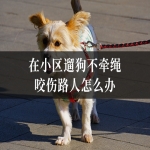 在小区遛狗不牵绳咬伤路人怎么办？律师教您责任划分与赔偿！